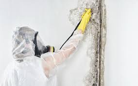 Best Commercial Mold Inspection  in Fairmont City, IL